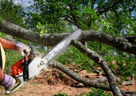 How Our Tree Care Process Works  in  Merrill, IA